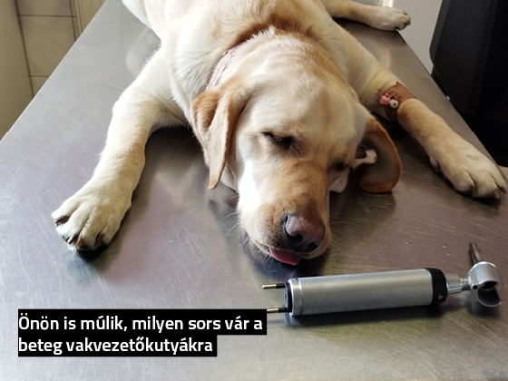 Sárga labrador beteg vakvezetőkutya állatorvosi vizsgálóasztalon, lábán kanül.