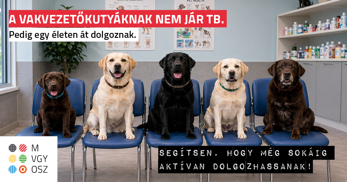 Öt vakvezetőkutya kék székeken egy állatorvosi rendelőben. Felirat: A vakvezetőkutyáknak nem jár TB. Pedig egy életen át dolgoznak. Segítsen, hogy még sokáig aktívan dolgozhassanak!