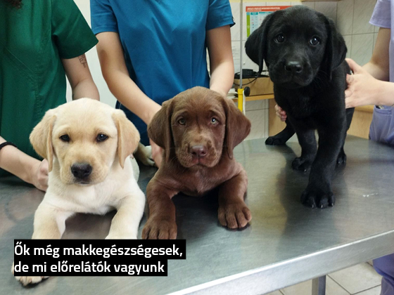 Három kis labrador kölyök – sárga, csokoládé és fekete – egy állatorvosi rendelőben, kezek által tartva.
